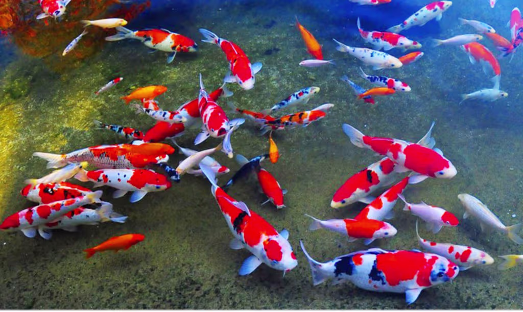 Koi Carp